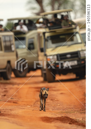 African wild dog walks away from jeeps African wild dog walks away from jeeps 140596313