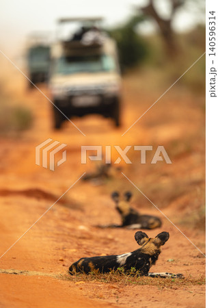 African wild dogs lie watching safari truck African wild dogs lie watching safari truck 140596314