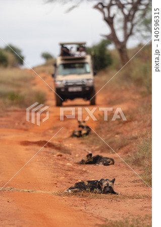 African wild dogs lying near safari truck 140596315