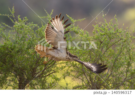 Augur buzzard spreads wings flying past bushes 140596317