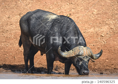 Cape buffalo drinks from waterhole casting shadow Cape buffalo drinks from waterhole casting shadow 140596325