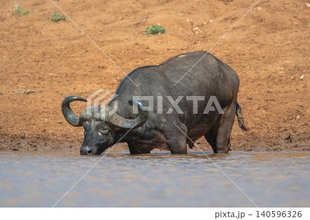 Cape buffalo drinks from waterhole in sun Cape buffalo drinks from waterhole in sun 140596326