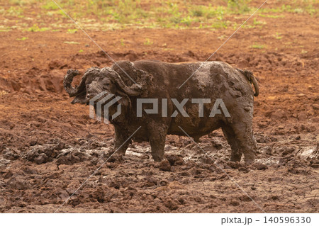 Cape buffalo standing in mud watching camera Cape buffalo standing in mud watching camera 140596330