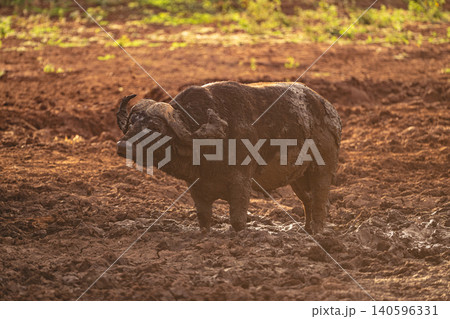 Cape buffalo stands backlit in muddy waterhole 140596331