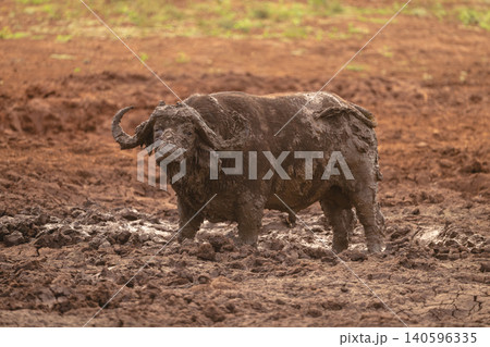Cape buffalo stands in mud eyeing camera 140596335