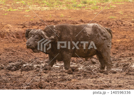 Cape buffalo stands in mud watching photographer Cape buffalo stands in mud watching photographer 140596336