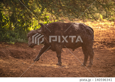 Cape buffalo stands shaking mud from head 140596341