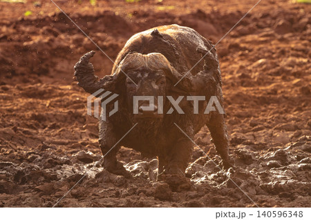 Cape buffalo stands watching camera in mud Cape buffalo stands watching camera in mud 140596348