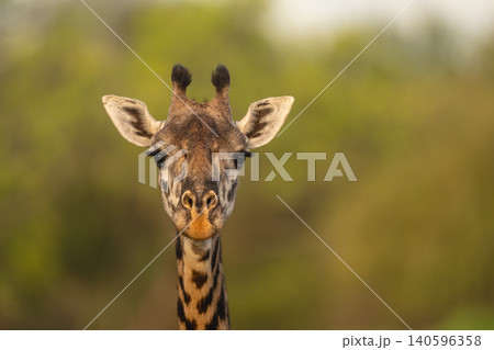 Close-up of female Masai giraffe in trees Close-up of female Masai giraffe in trees 140596358
