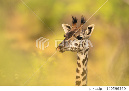 Close-up of female Masai giraffe with catchlight Close-up of female Masai giraffe with catchlight 140596360