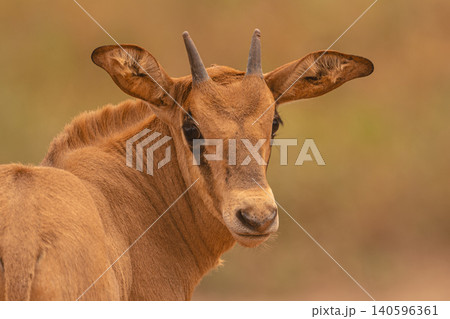Close-up of fringe-eared oryx calf turning round 140596361