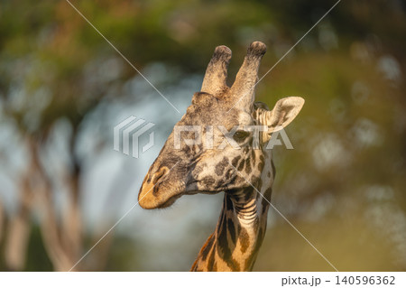 Close-up of male Masai giraffe eyeing camera Close-up of male Masai giraffe eyeing camera 140596362