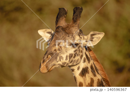 Close-up of male Masai giraffe looking down 140596367