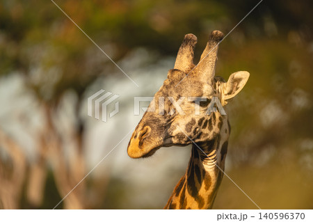 Close-up of male Masai giraffe watching camera Close-up of male Masai giraffe watching camera 140596370