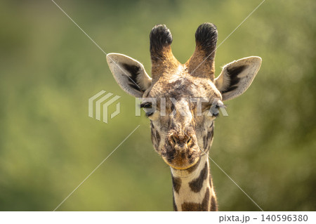 Close-up of Masai giraffe staring towards camera 140596380