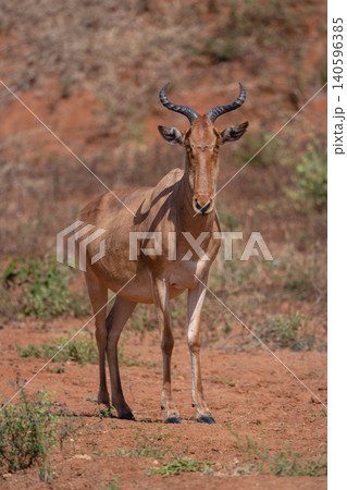 Coke hartebeest stands facing camera in sunshine Coke hartebeest stands facing camera in sunshine 140596385