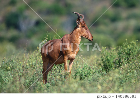 Coke hartebeest with catchlight stands on slope Coke hartebeest with catchlight stands on slope 140596393