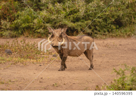 Common warthog stands turning head to camera Common warthog stands turning head to camera 140596395