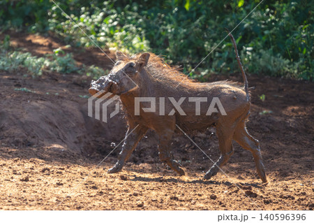 Common warthog trots over mud in sunshine 140596396
