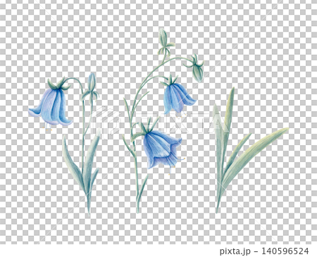 Hand drawn watercolor bellflowers and leaves isolated collection. Blue meadow flowers in soft pastel tones. Botanical illustration for stationery, fabric, packaging, invitations, cards, loral branding Hand drawn watercolor bellflowers and leaves isolated collection. Blue meadow flowers in soft pastel tones. Botanical illustration for stationery, fabric, packaging, invitations, cards, loral branding 140596524