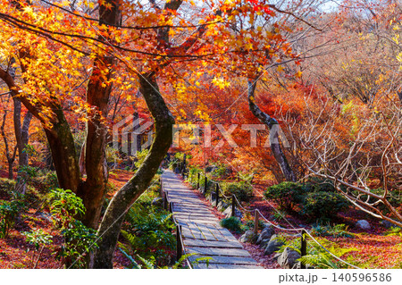 京都 宝筐院の紅葉 京都 宝筐院の紅葉 140596586