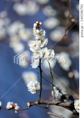 春を告げる花 ウメ 春を告げる花 ウメ 140596791