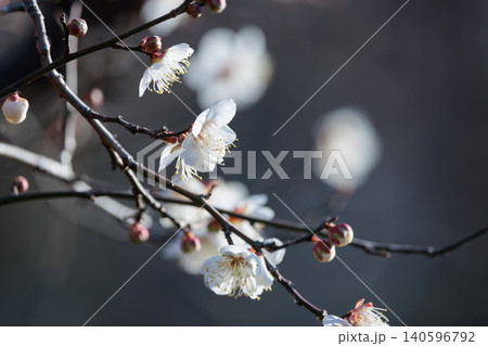 春を告げる花 ウメ 春を告げる花 ウメ 140596792