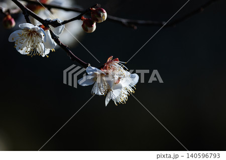 春を告げる花 ウメ 春を告げる花 ウメ 140596793