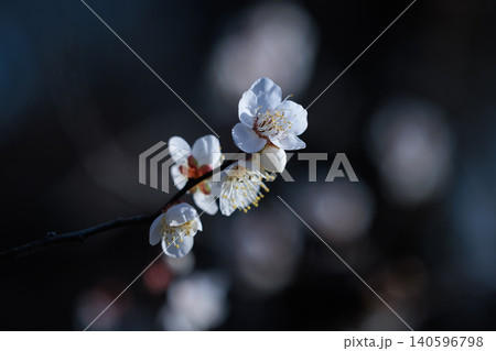 春を告げる花 ウメ 春を告げる花 ウメ 140596798