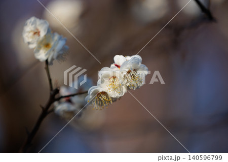 春を告げる花 ウメ 春を告げる花 ウメ 140596799
