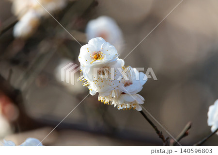 春を告げる花 ウメ 春を告げる花 ウメ 140596803