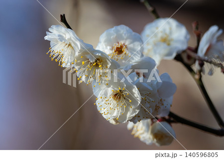 春を告げる花 ウメ 春を告げる花 ウメ 140596805