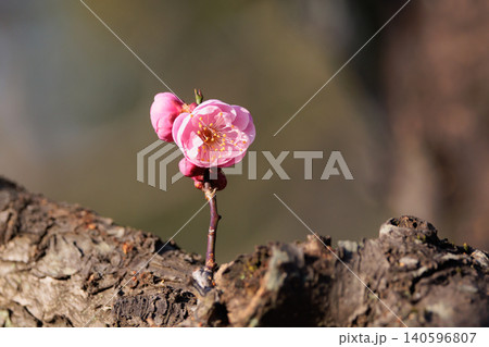 春を告げる花 ウメ 春を告げる花 ウメ 140596807