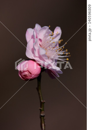 春を告げる花　ウメ 140596809