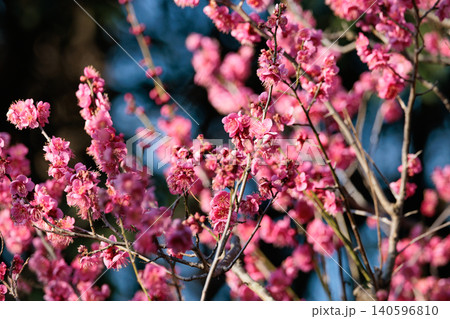春を告げる花 ウメ 春を告げる花 ウメ 140596810
