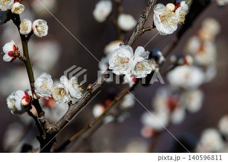 春を告げる花 ウメ 春を告げる花 ウメ 140596811