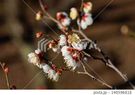 春を告げる花 ウメ 春を告げる花 ウメ 140596818
