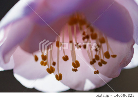 春を告げる花　ウメ 140596823