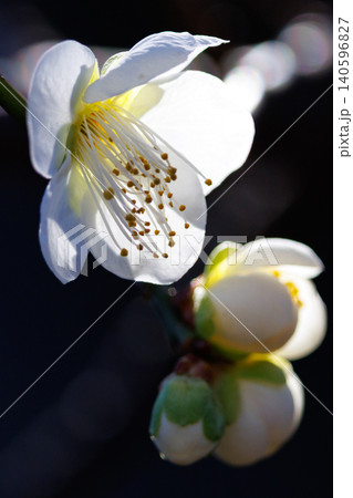 春を告げる花 ウメ 春を告げる花 ウメ 140596827