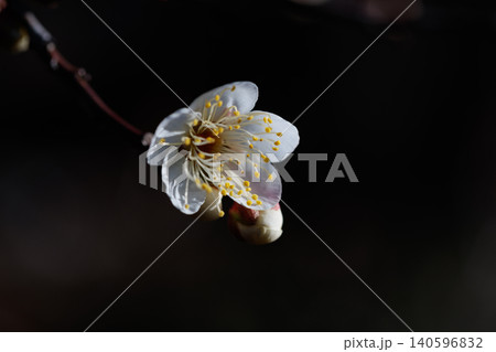 春を告げる花　ウメ 140596832