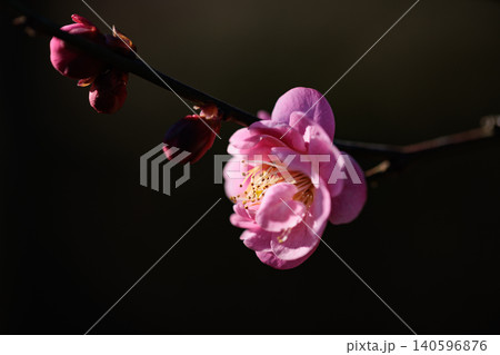 春を告げる花 ウメ 春を告げる花 ウメ 140596876