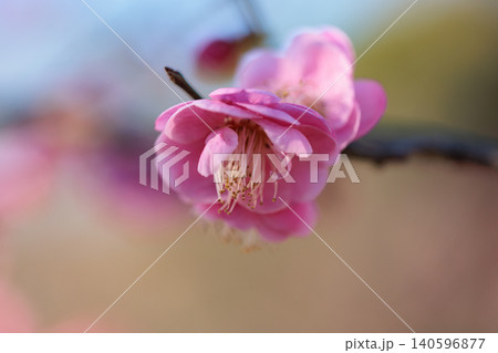 春を告げる花　ウメ 140596877