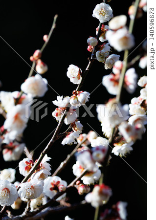 春を告げる花 ウメ 春を告げる花 ウメ 140596878