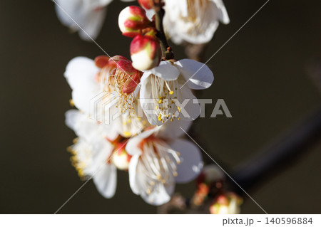 春を告げる花　ウメ 140596884