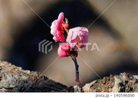春を告げる花 ウメ 春を告げる花 ウメ 140596890