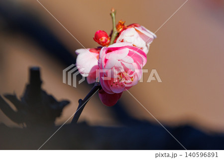春を告げる花　ウメ 140596891