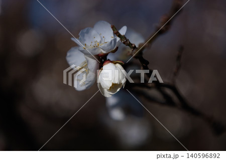 春を告げる花　ウメ 140596892