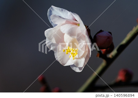 春を告げる花 ウメ 春を告げる花 ウメ 140596894