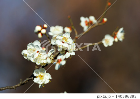春を告げる花 ウメ 春を告げる花 ウメ 140596895