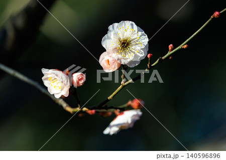 春を告げる花 ウメ 春を告げる花 ウメ 140596896